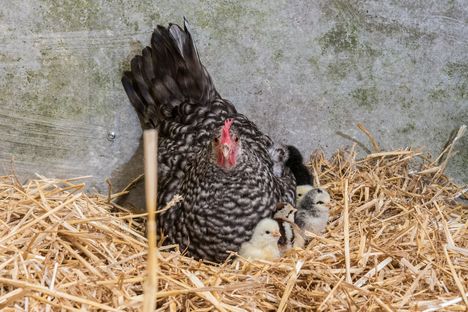 Hühner, Tierkinder, Tierbabys